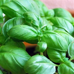 Basil Standard Essential Oil