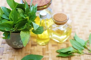 Basil Sweet Linalol Type Essential Oil Purple Flame Aromatherapy