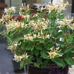 Honeysuckle Essential Oil  Aromatherapy for Relaxation and